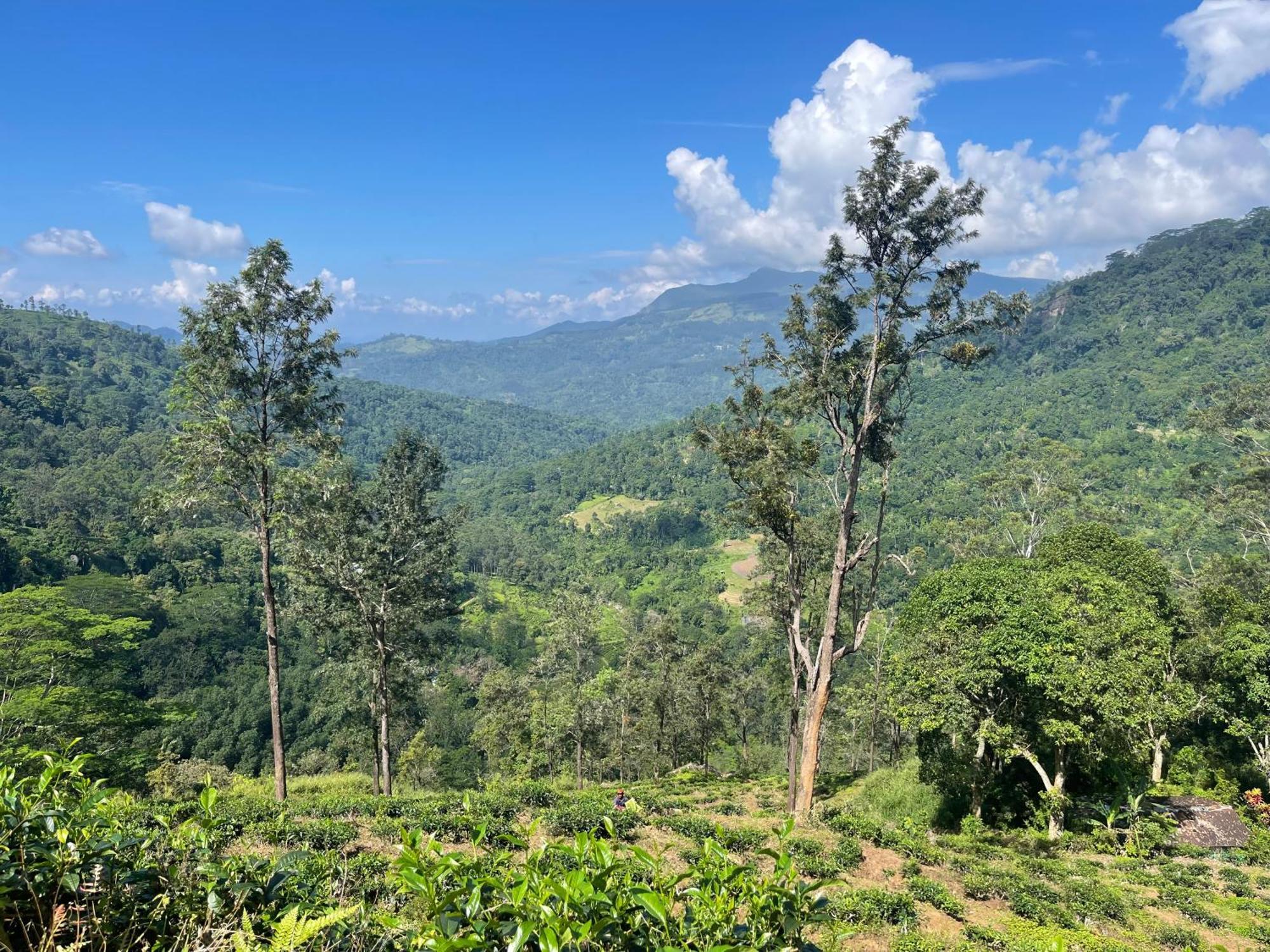 Eagles Lodge - Kandy Digana Zewnętrze zdjęcie